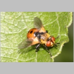 Gymnosoma sp - Raupenfliege 14.jpg